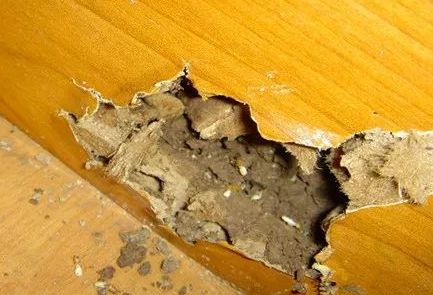 饶平黄冈白蚁防治站是在哪里