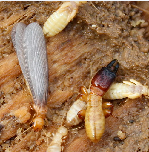 饶平黄冈哪里有治白蚁
